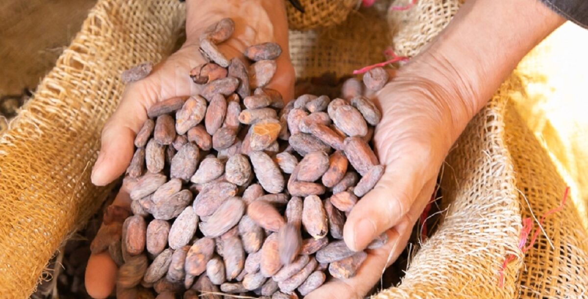 Una chocolatería venezolana conquista el paladar de los japoneses con el cacao carabobeño