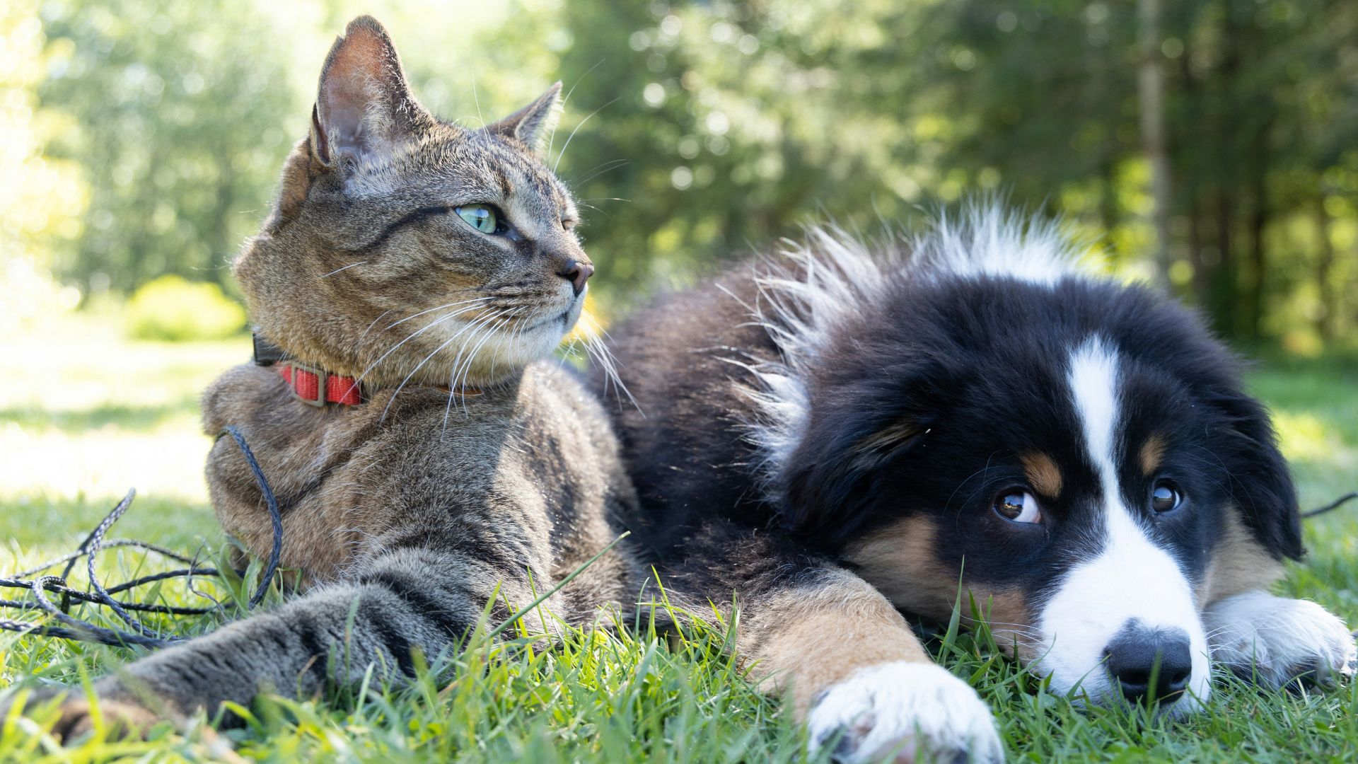 Esterilización de animales: qué implicaciones tiene para la vida de las mascotas