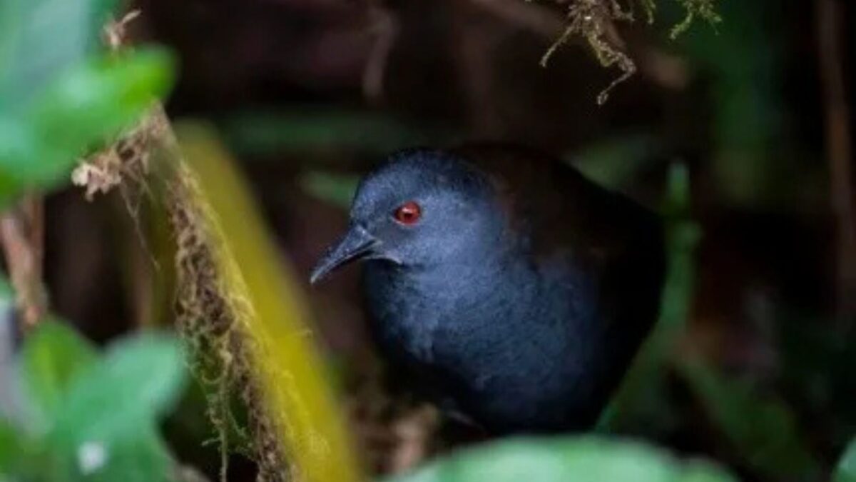 Científicos hallaron un ave que se consideraba extinta en la isla Galápagos: los detalles