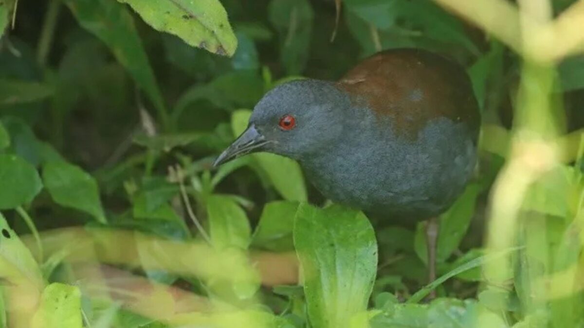 Científicos hallaron un ave que se consideraba extinta en la isla Galápagos: los detalles