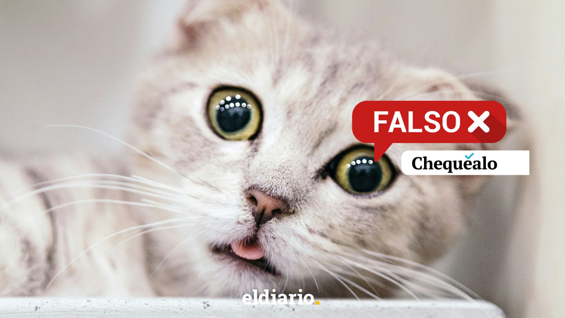 ¿Escocia va a prohibir la tenencia de gatos domésticos?