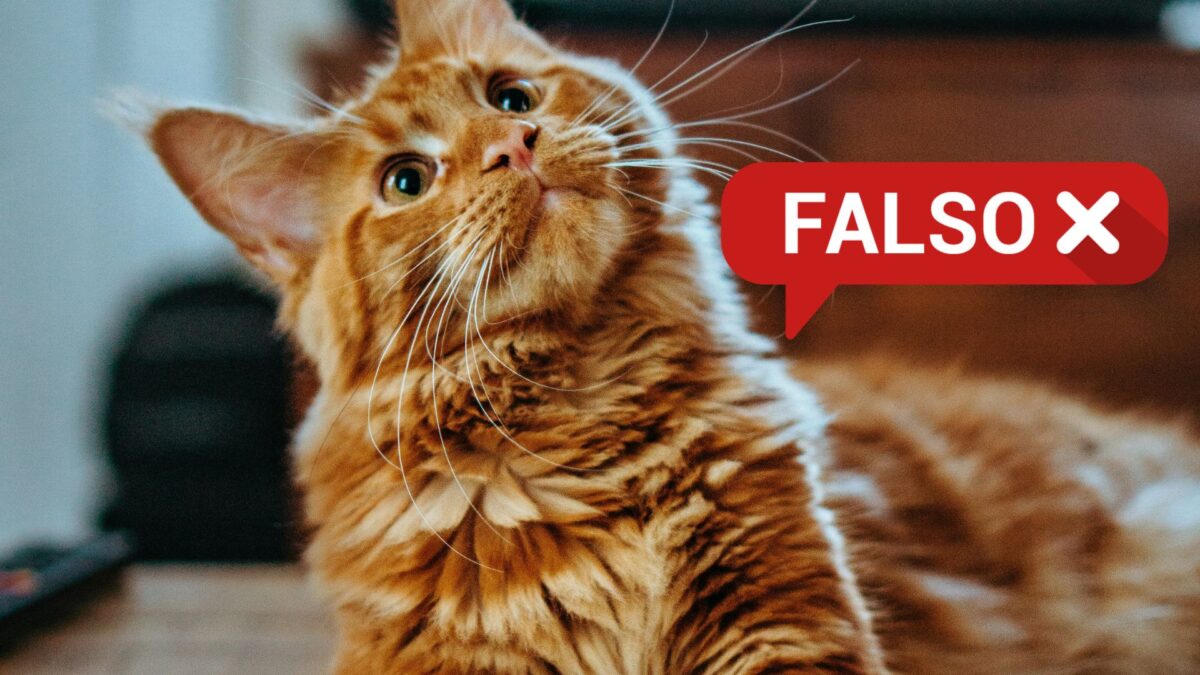 ¿Escocia va a prohibir la tenencia de gatos domésticos?