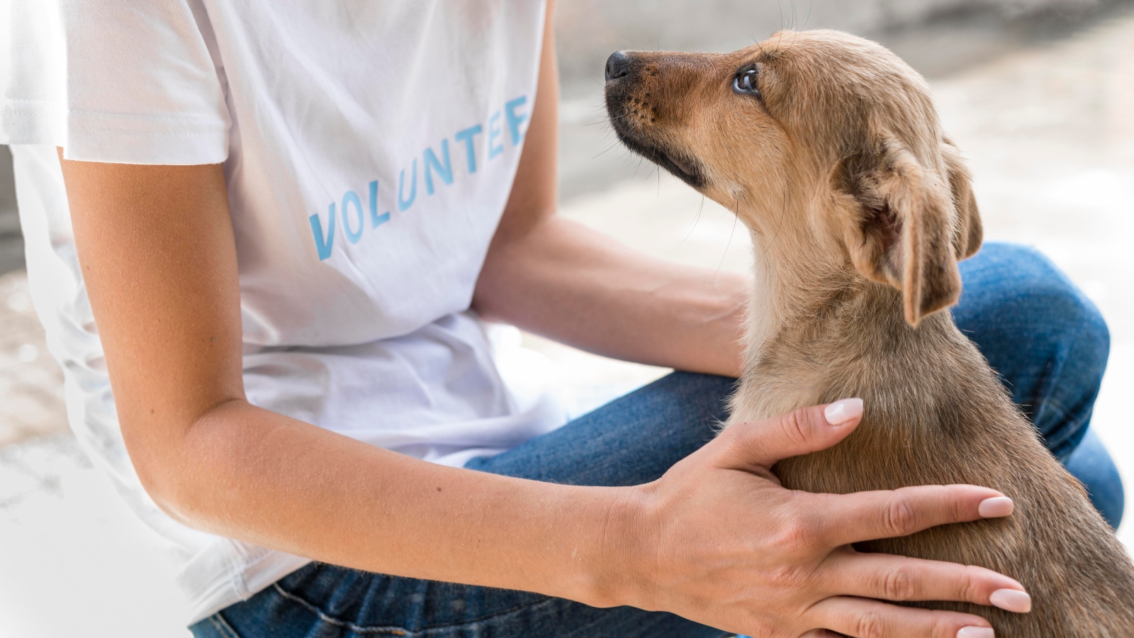 Cachorro Terapia, un evento para ayudar a perros sin hogar que se realizó en la UCV: los detalles