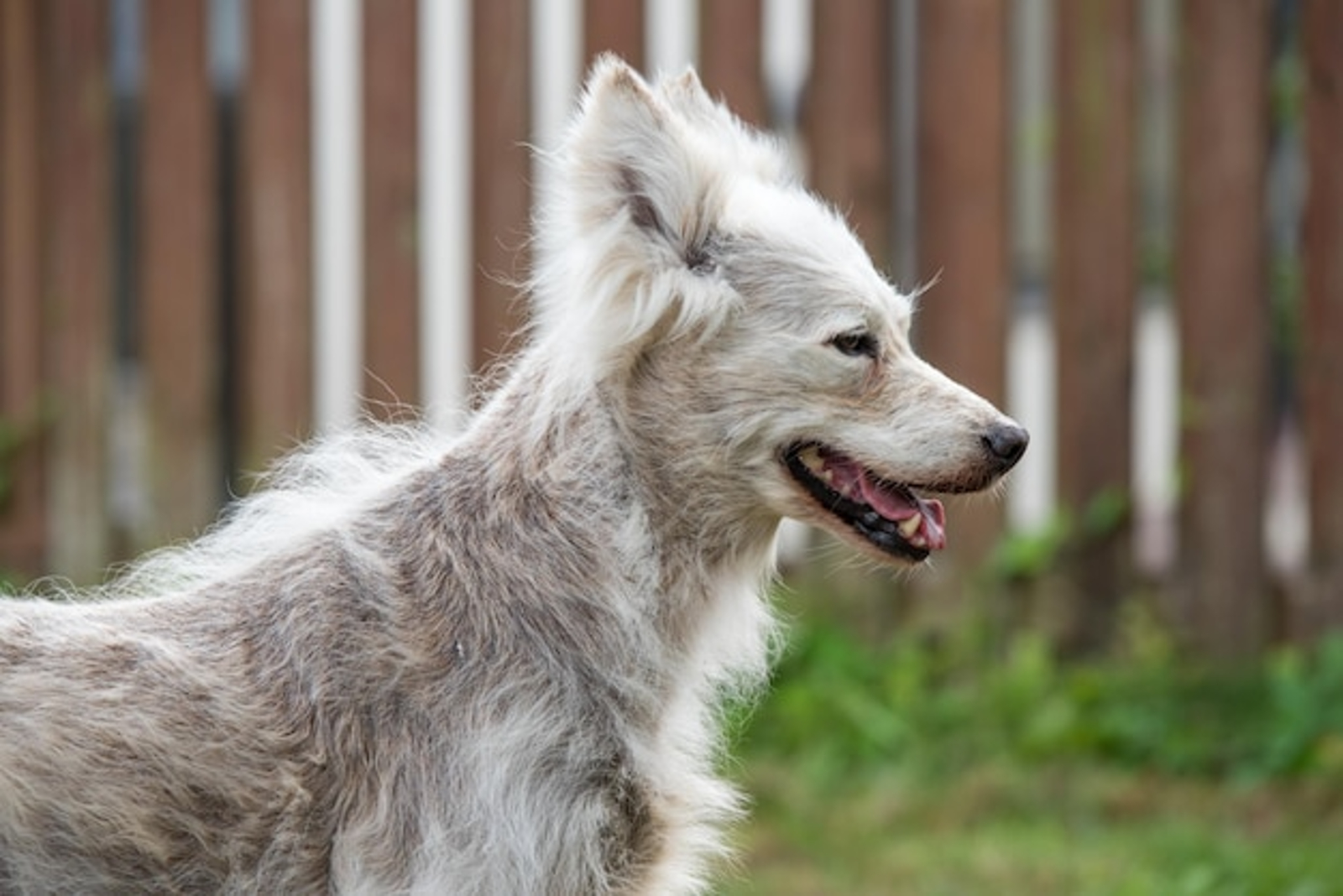La alopecia canina: cuáles son sus causas y cómo evitarlo 