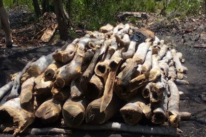 Protestaron por la deforestación del semiárido larense debido a la producción de carbón vegetal