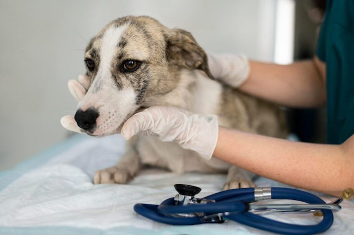 La alopecia canina: cuáles son sus causas y cómo evitarlo