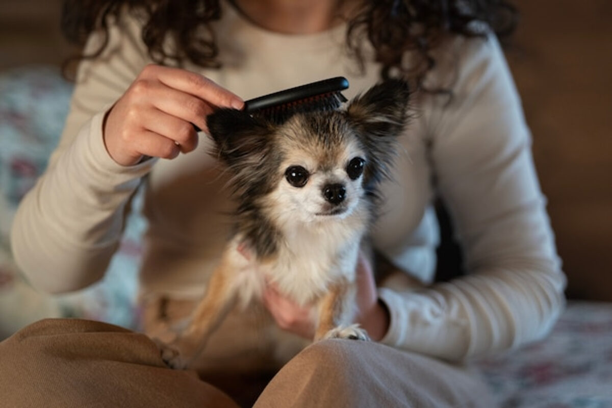 La alopecia canina: cuáles son sus causas y cómo evitarlo