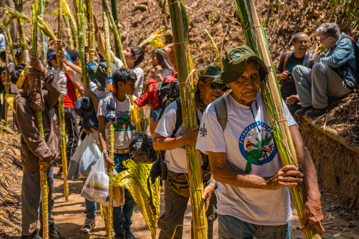 “Que la palma te acompañe”: la tradición de Chacao que perdura en el tiempo 