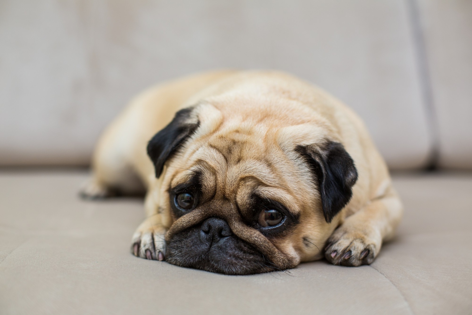 ¿Por qué los perros carlinos y gatos persas comparten caras achatadas?
