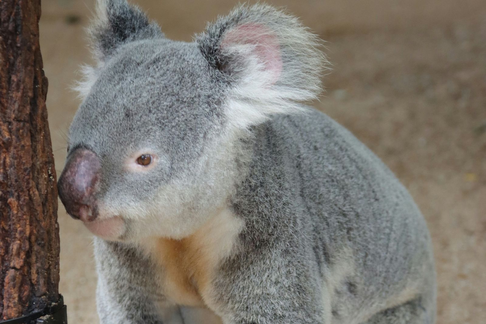 Australia sacrificó a más de 700 koalas en un parque nacional