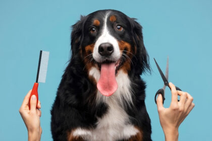 Servicios de peluquerías caninas en Caracas: qué ofrecen y cuánto cuestan