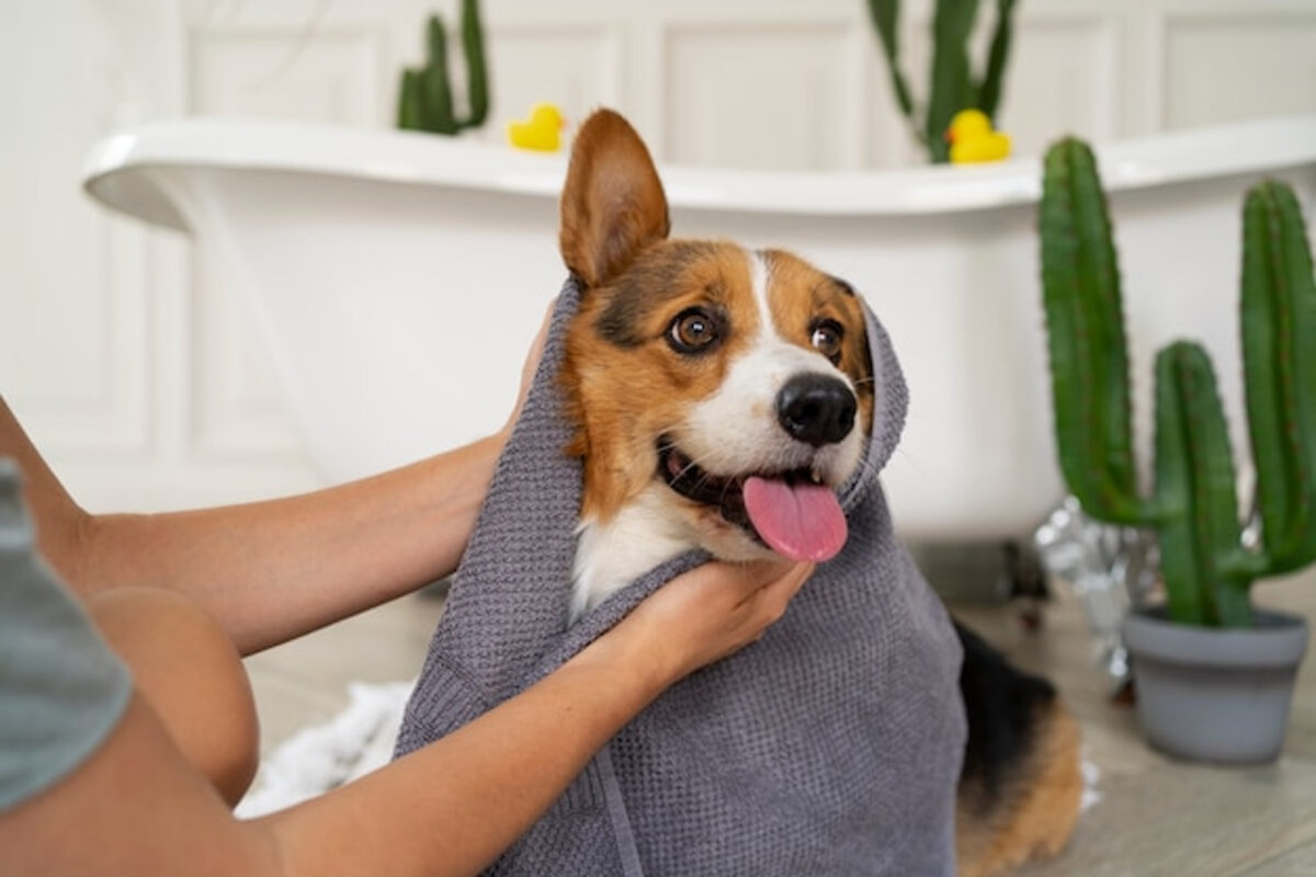 Servicios de peluquerías caninas en Caracas: qué ofrecen y cuánto cuestan