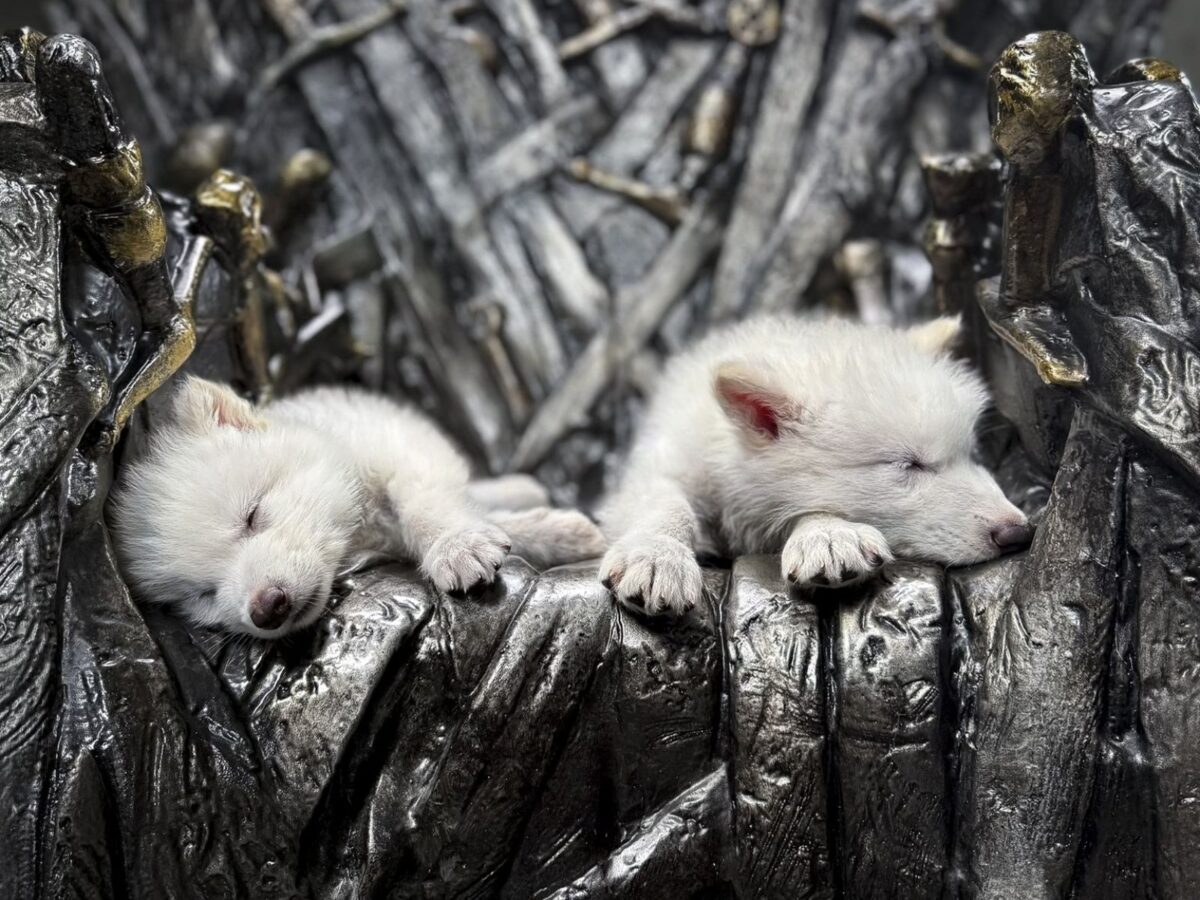 Científicos lograron dar vida al lobo terrible que inspiró el huargo de Juego de Tronos: ¿cómo lo lograron?