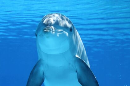Qué es DolphinGemma, el primer modelo de IA de Google que buscar entender a los delfines