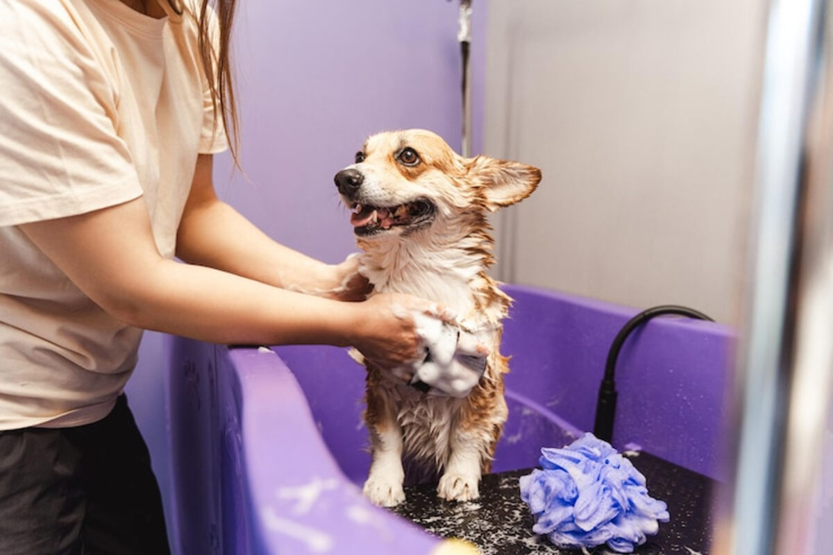 Servicios de peluquerías caninas en Caracas: qué ofrecen y cuánto cuestan