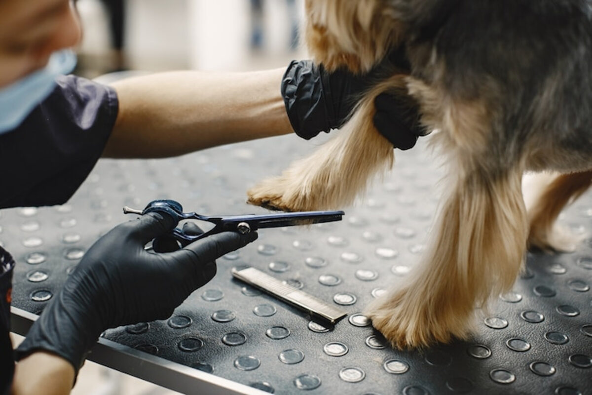 Servicios de peluquerías caninas en Caracas: qué ofrecen y cuánto cuestan