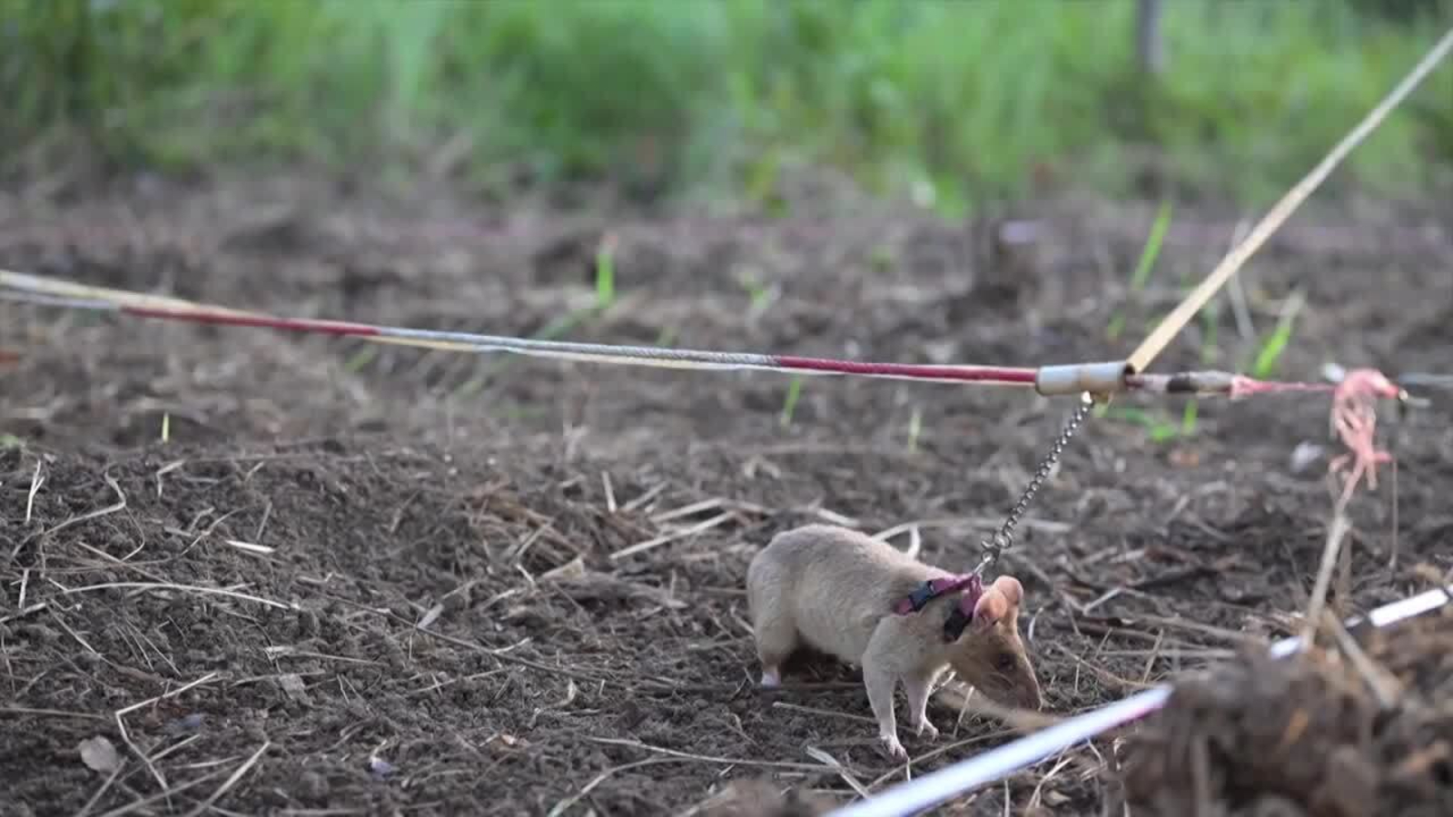 Una rata gigante estableció un Récord Guinness por detectar minas antipersonas