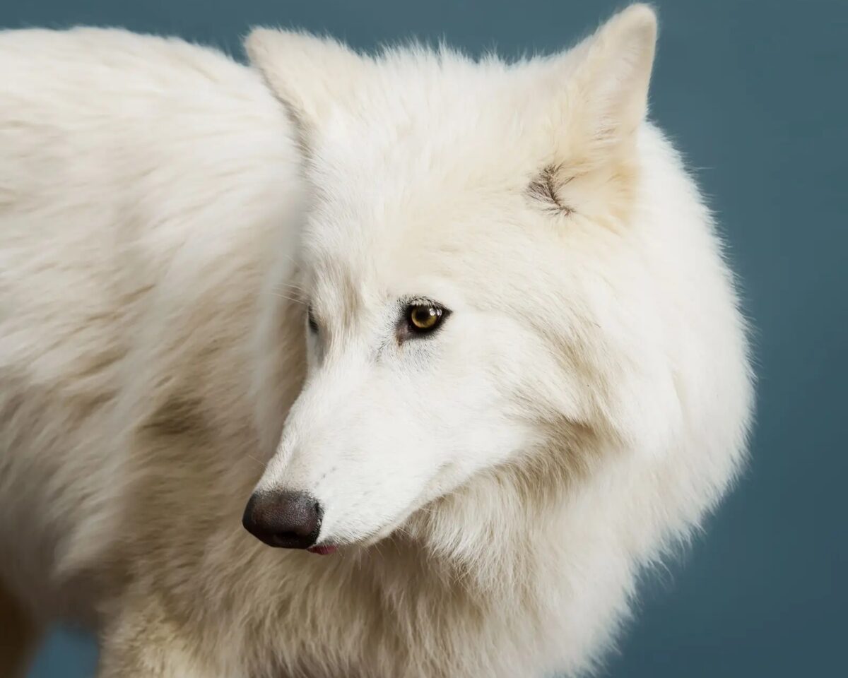 Científicos lograron dar vida al lobo terrible que inspiró el huargo de Juego de Tronos: ¿cómo lo lograron?