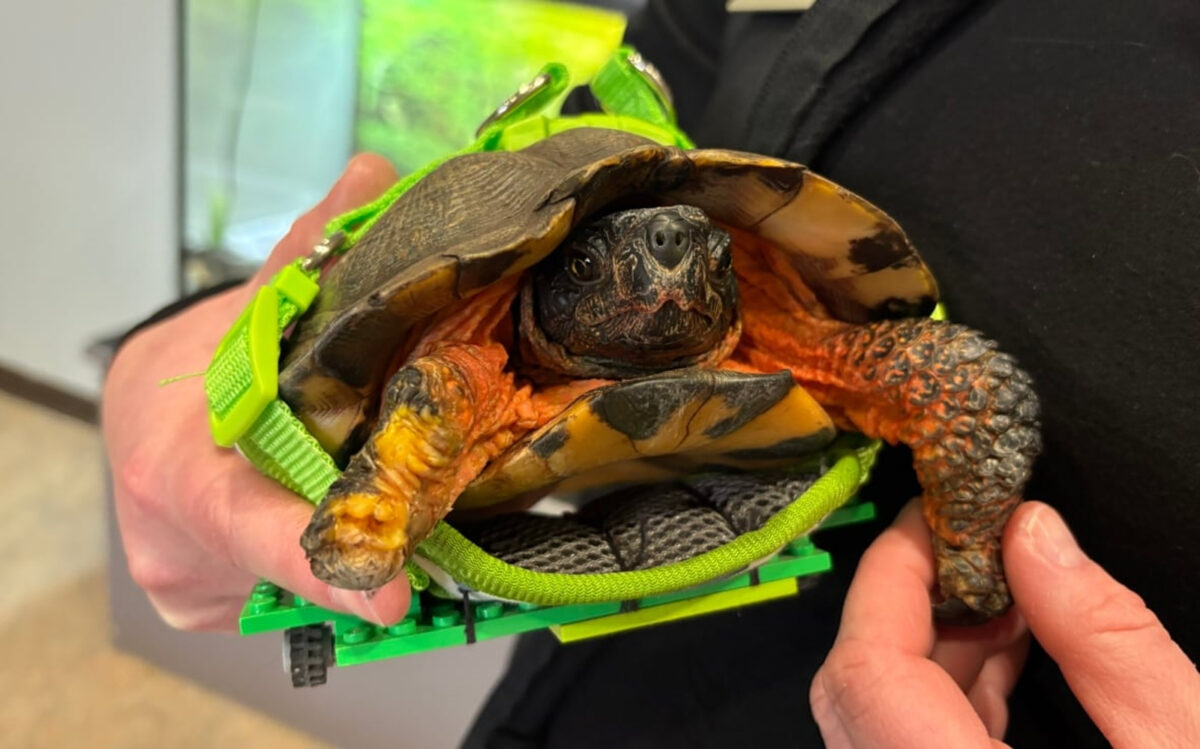 Crearon una silla de ruedas con piezas de Lego para devolver la movilidad a una tortuga con tres patas