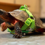 Crearon una silla de ruedas con piezas de Lego para devolver la movilidad a una tortuga con tres patas
