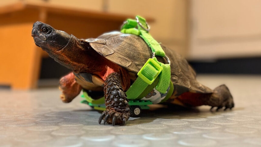 Crearon una silla de ruedas con piezas de Lego para devolver la movilidad a una tortuga con tres patas