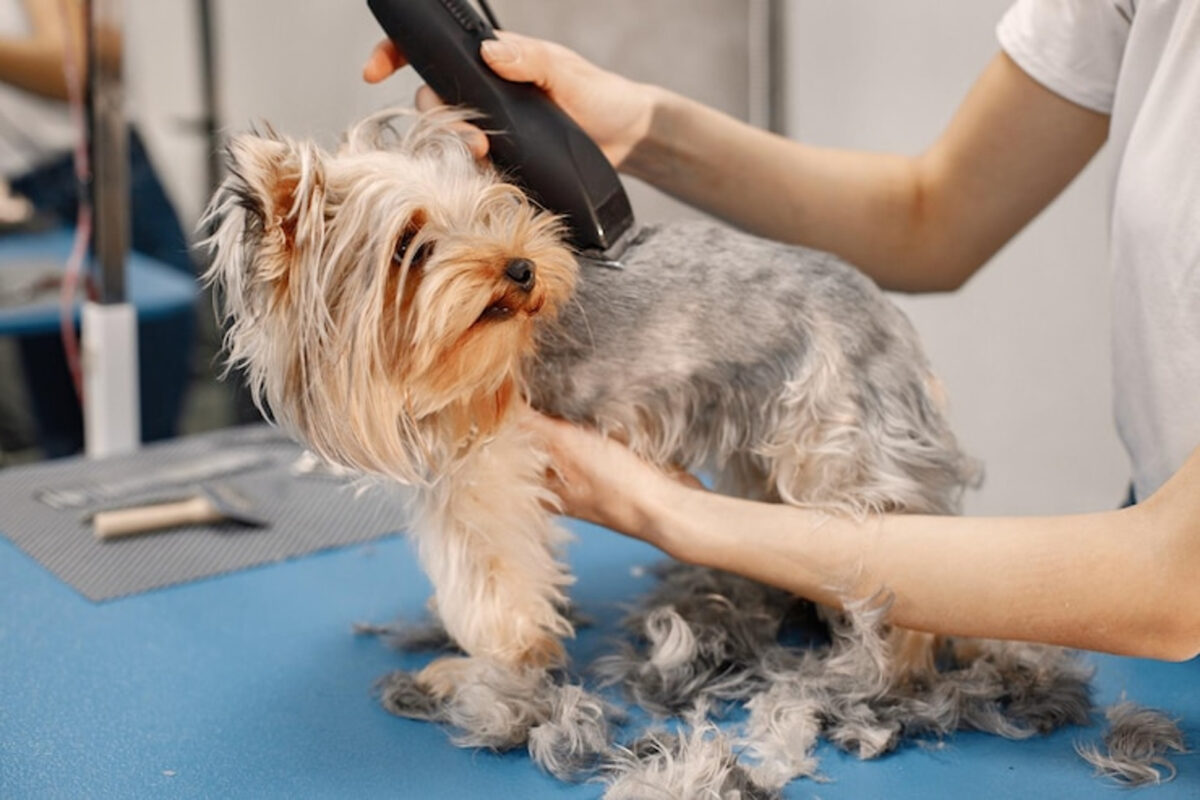 Servicios de peluquerías caninas en Caracas: qué ofrecen y cuánto cuestan