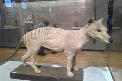 Científicos que dieron vida a lobos terribles trabajan en la creación de un tigre de Tasmania 