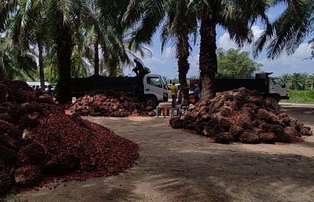 Incumplimiento de acuerdos pone en riesgo la producción de la palma aceitera en Venezuela