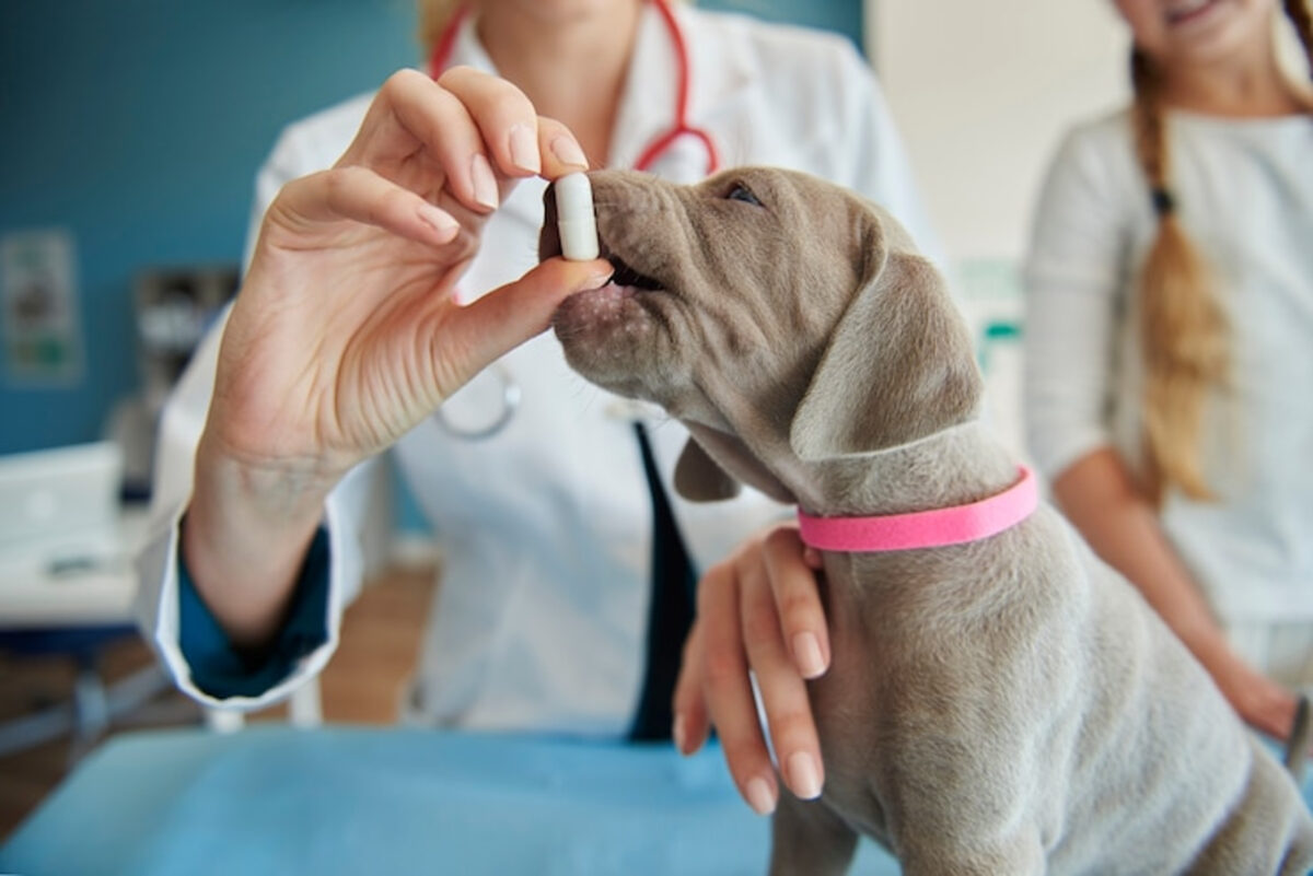 Moquillos canino: conoce sus síntomas y cómo prevenirlo 
