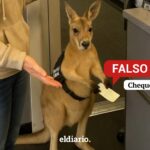 ¿Impidieron que un canguro abordara un avión en Australia?