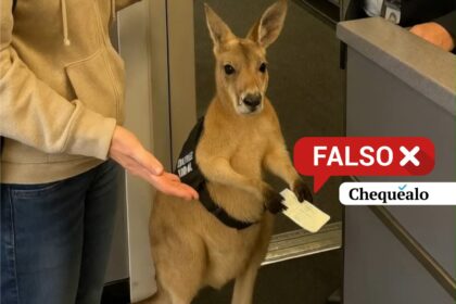 ¿Impidieron que un canguro abordara un avión en Australia?