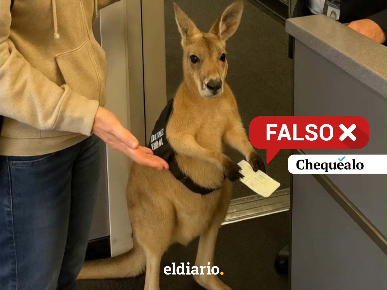 ¿Impidieron que un canguro abordara un avión en Australia?