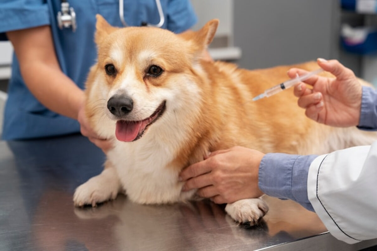 Moquillos canino: conoce sus síntomas y cómo prevenirlo 