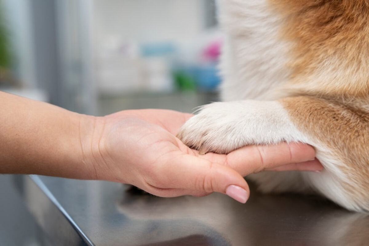 Moquillos canino: conoce sus síntomas y cómo prevenirlo 