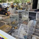 Rescataron a 25 aves que se encontraban en cautiverio en miranda
