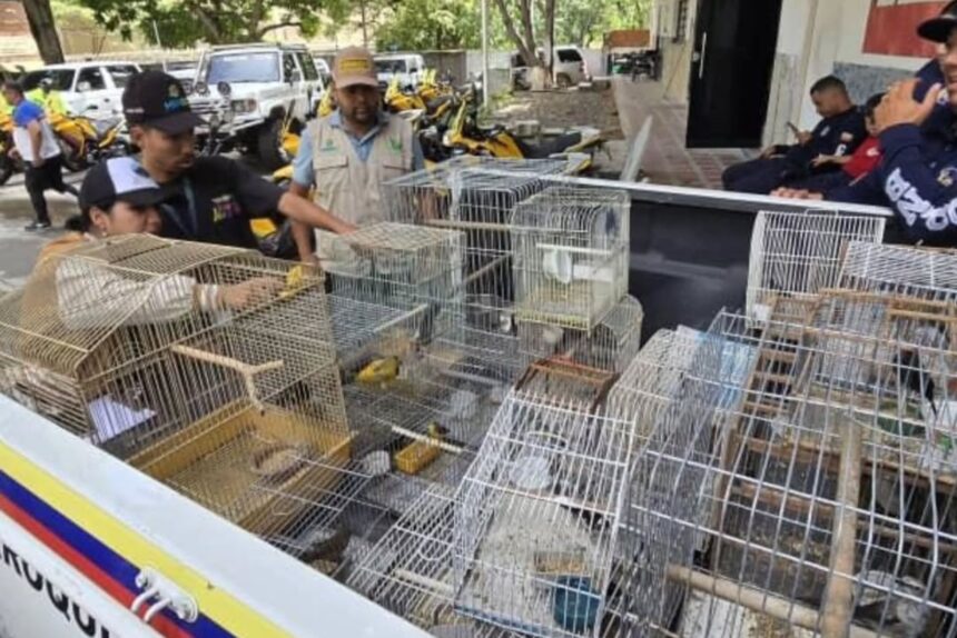 Rescataron a 25 aves que se encontraban en cautiverio en miranda