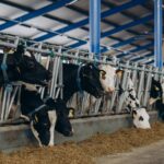 Fedenaga: El consumo de carne en Venezuela se estancó durante los primeros meses de 2025 