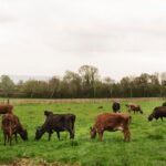 Fedenaga: El consumo de carne en Venezuela se estancó durante los primeros meses de 2025 