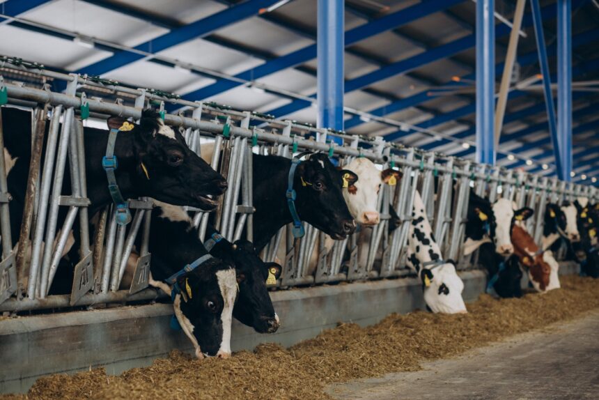 Fedenaga: El consumo de carne en Venezuela se estancó durante los primeros meses de 2025 