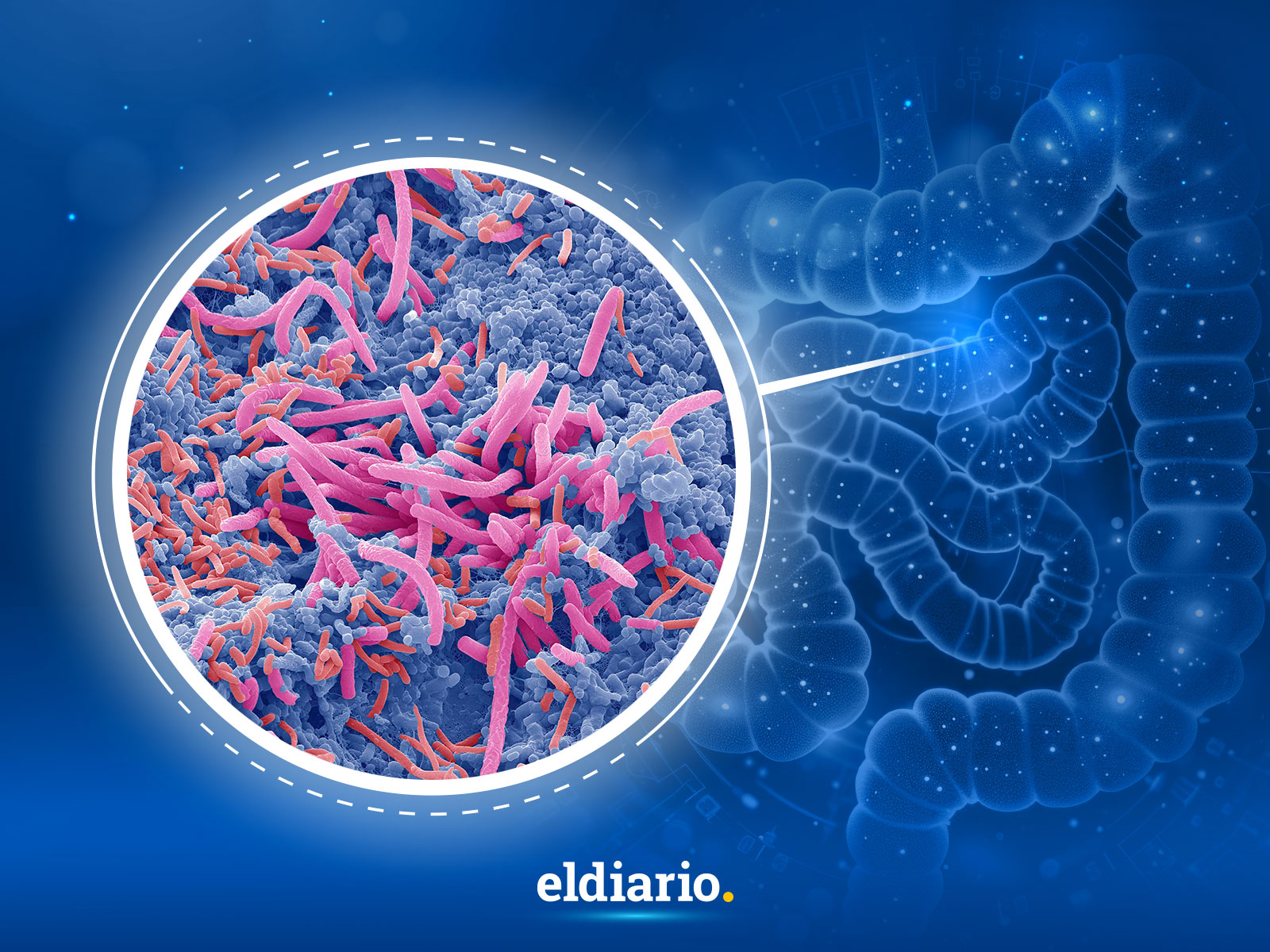 Microbiota intestinal