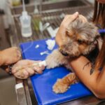 ¿Cuáles son los síntomas del parvovirus canino y cómo se puede prevenir?