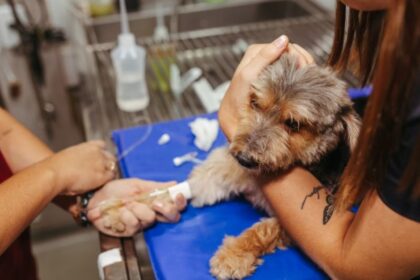 ¿Cuáles son los síntomas del parvovirus canino y cómo se puede prevenir?