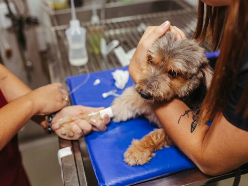 ¿Cuáles son los síntomas del parvovirus canino y cómo se puede prevenir?