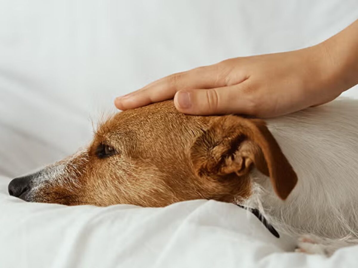 ¿Cuáles son los síntomas del parvovirus canino y cómo se puede prevenir?