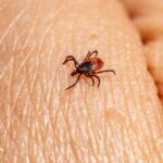 Vacuna contra la enfermedad de Lyme demuestra eficacia en los últimos ensayos