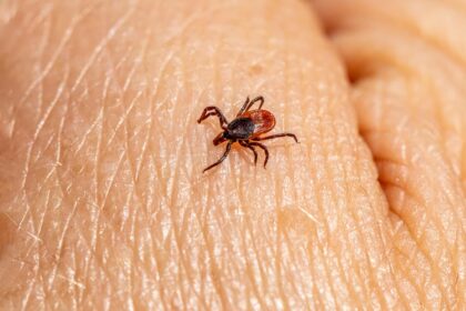 Vacuna contra la enfermedad de Lyme demuestra eficacia en los últimos ensayos