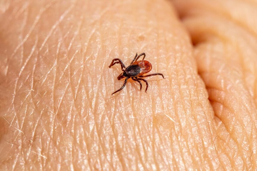Vacuna contra la enfermedad de Lyme demuestra eficacia en los últimos ensayos