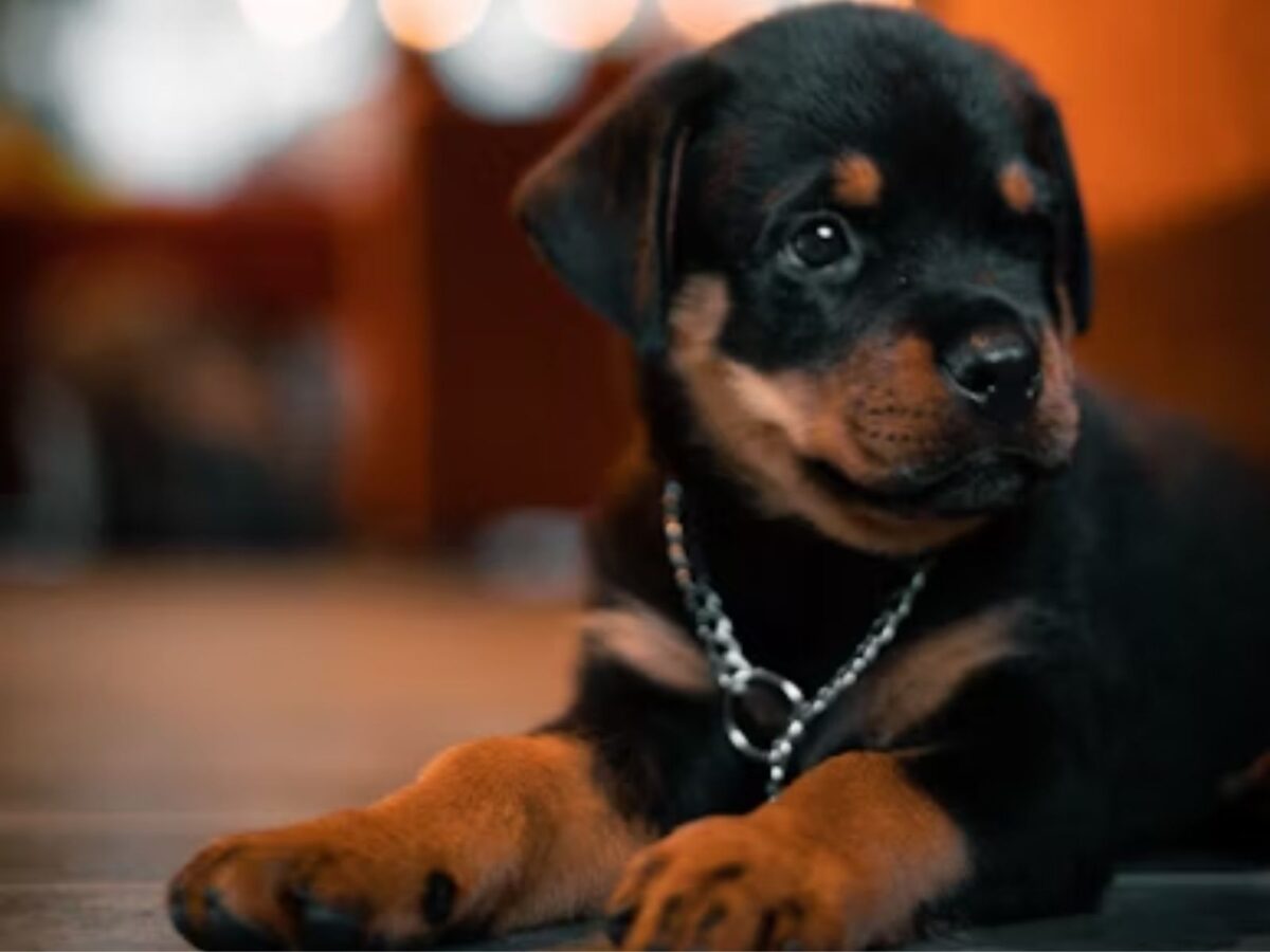 ¿Cuáles son los síntomas del parvovirus canino y cómo se puede prevenir?