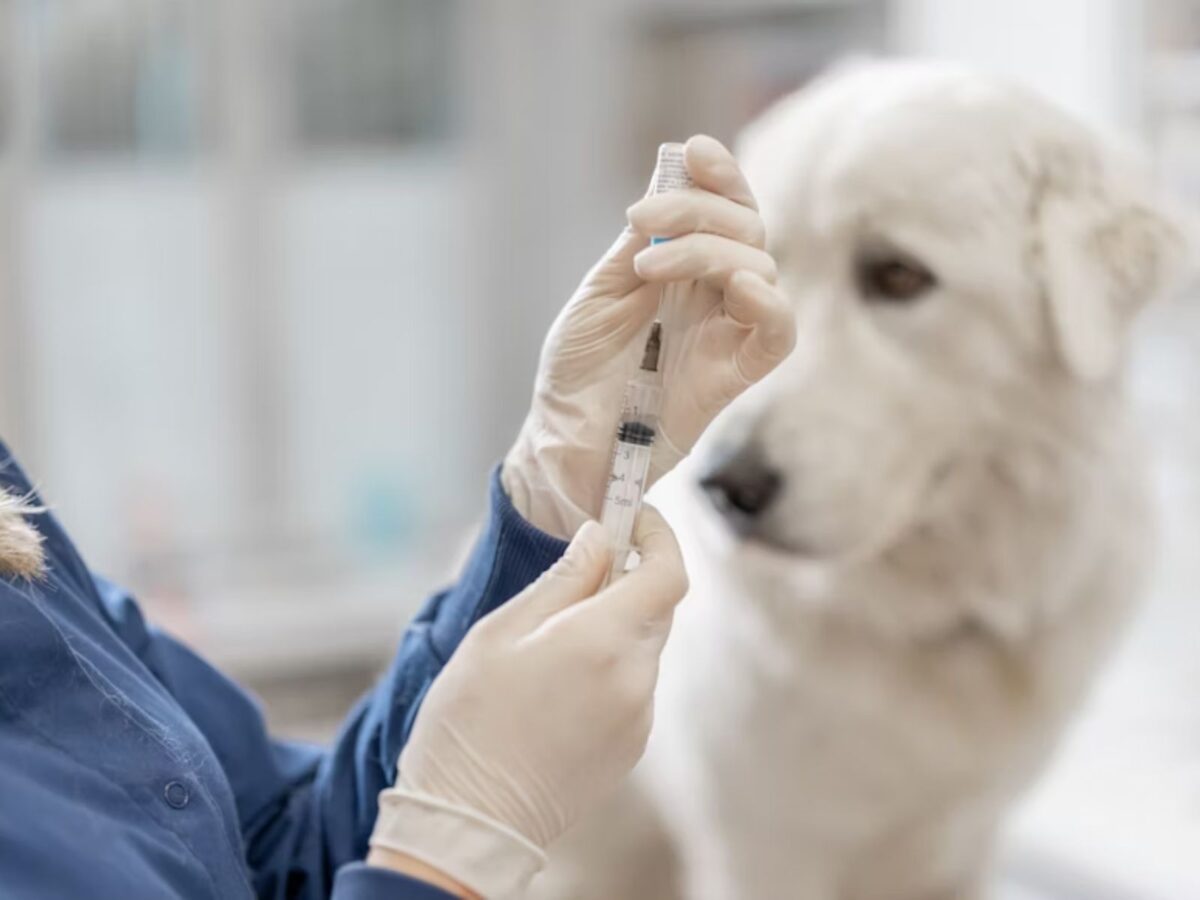 ¿Cuáles son los síntomas del parvovirus canino y cómo se puede prevenir?