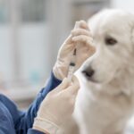 ¿Cuáles son los síntomas del parvovirus canino y cómo se puede prevenir?